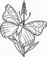 Butterfly Coloring Pages Kids Printable sketch template