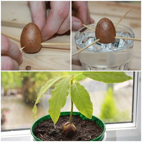 How To Grow An Avocado Tree From An Avocado Pit