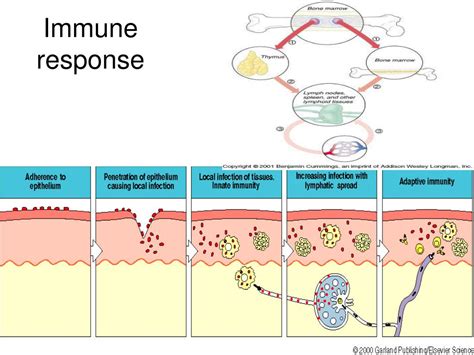 Ppt Chapter 14 T Cell Mediated Immune Response