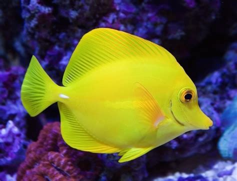 peixes mais bonitos  mundo aquario marinho