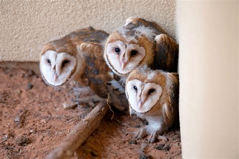 bringing  orphaned barn owls  friends animal society save