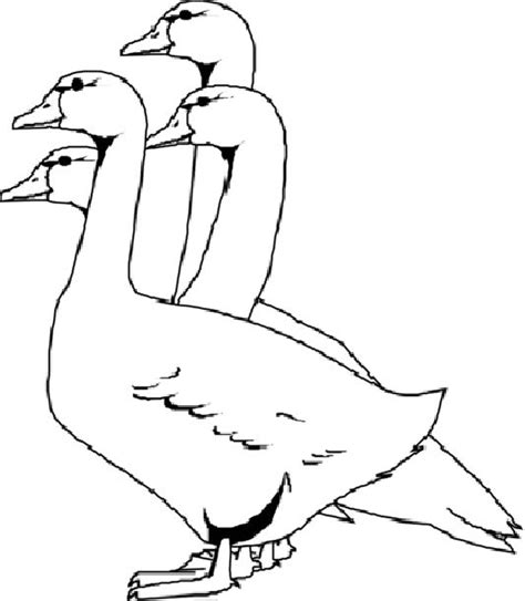 pin  birds coloring pages