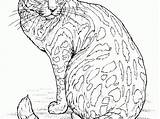 Realistic Cat Drawing Coloring Pages Cats Walking Getdrawings sketch template