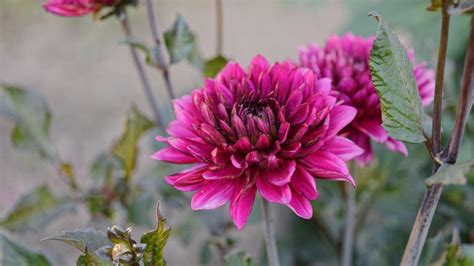 grow chrysanthemums expert tips  growing  garden