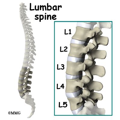 lumbar artificial disc replacement eorthopodcom