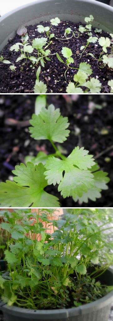 growing cilantro  containers