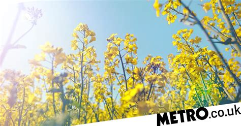 spring uk when is the first day of spring in 2021 metro news