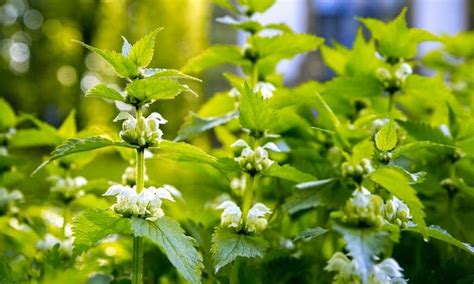10 Edible And Medicinal Weeds That Deserve Attention Azure Standard