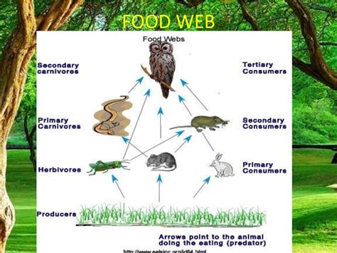 food chainfood web forest ecosystem