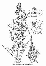 Gladiolus Flower Drawing Tattoo Coloring Colouring Flowers Tattoos Pages Line Drawings Sketches Explore Cone Gucci Mane Ice Cream Designlooter Gladioli sketch template