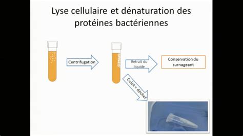 Techniques De Laboratoire Biologie Moléculaire Extraction De Ladn