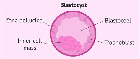 embryo  blastocyst stage
