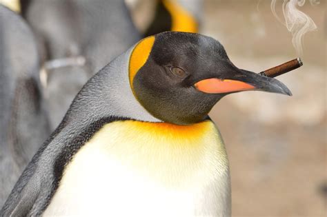 fotostrecke  zigarre rauchende pinguine