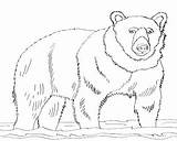 Grizzly Bear Coloring Pages Getcolorings sketch template