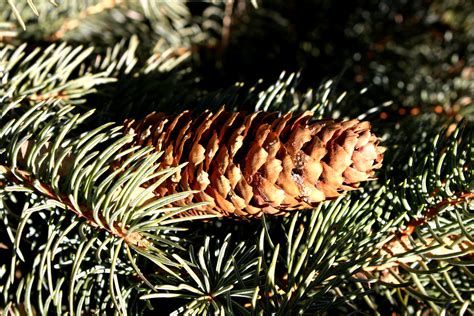 pine cone  tree picture  photograph  public domain