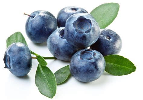 blueberry extract   fight gum disease  reduce antibiotic