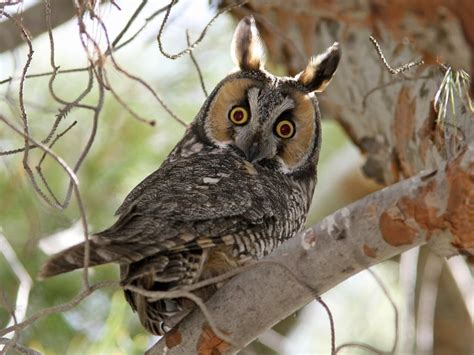 owls  tennessee  wood thrush shop