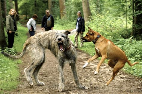 irischer wolfshund foto bild tiere tierfreundschaften natur