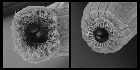 A Worm With Five Faces Max Planck Society