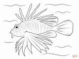 Lionfish Coloring Pages Drawing Fish Easy Cartoon Lion Draw Drawings Outline Printable Step Sketch Reef Colouring Coral Animal Clipart Tropical sketch template