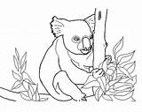 Koala Coloring Pages Printable Kids sketch template