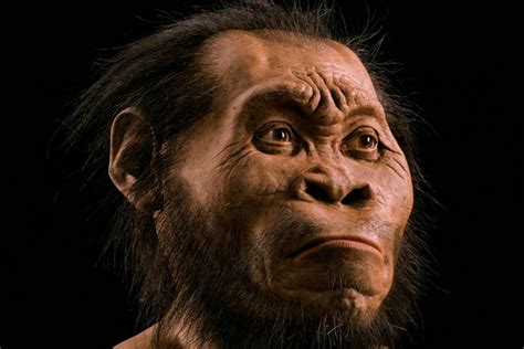 pithecanthropus erectus fosil manusia purba pertama  ditemukan