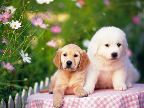 pictures  wallpapers  dogs  puppies