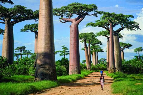 avenue   baobabs madagascar tunel de arvore fotografia de