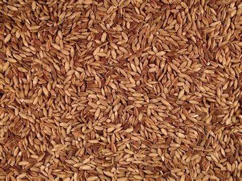 organic ancient grain ebarley grain place foods