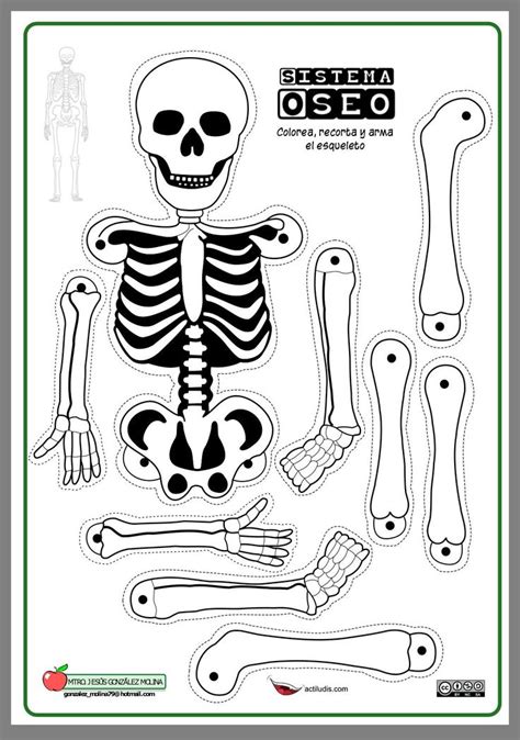 skeleton worksheets  kindergarten worksheet  kindergarten