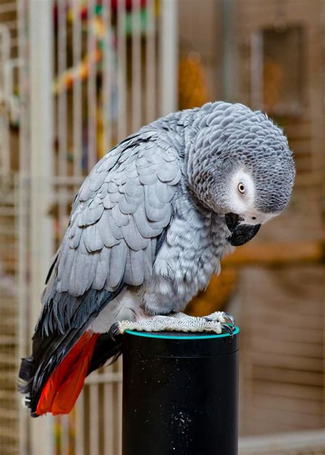 african grey parrot rocco  forged  loving relationship   tech gadget