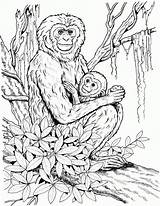 Coloring Monkey Pages Adults Baby Realistic Mother Chimpanzee Detailed Gibbon Printable Monkeys Color Print Primate Child Coloringbay Popular Skip Main sketch template