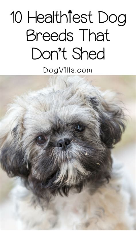 healthiest dog breeds  dont shed dogvills