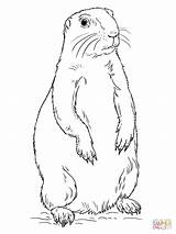 Prairie Dog Coloring Drawing Pages Printable Standing Clipart Tags sketch template