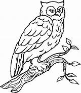 Hibou Owl Oiseau Perché sketch template