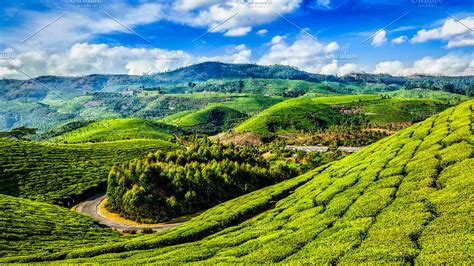 green tea plantations  munnar kerala india high quality nature stock  creative market