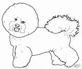 Bichon Frise Maltese Colorare Disegni Maltezer Hond Hondenkop Puppy Supercoloring Farmy Hlavn Fresco Terrier Colouring sketch template
