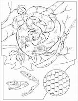 Rattlesnake Boa Geographic Serpiente Didattica Emerald Coloringbay Designlooter Coloringhome sketch template