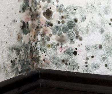 common types  mold   homes texas mold removals