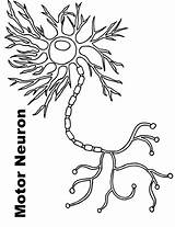 Neuron Nerve sketch template