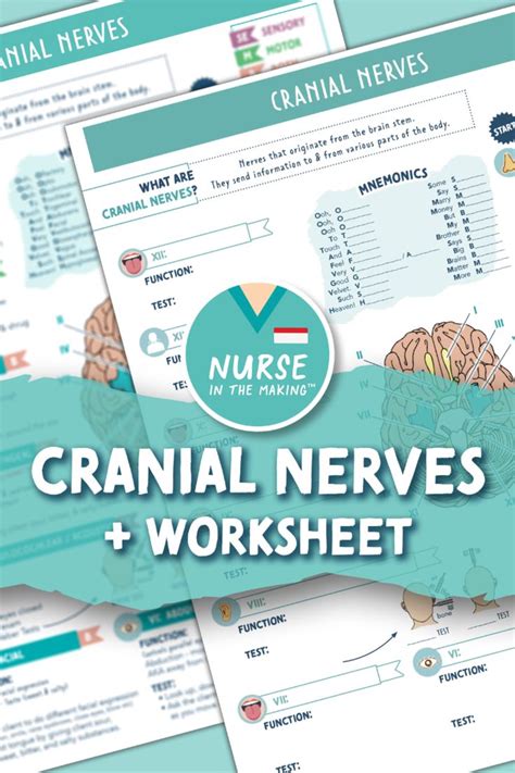 cranial nerves worksheet 2 pages digital download etsy in 2021