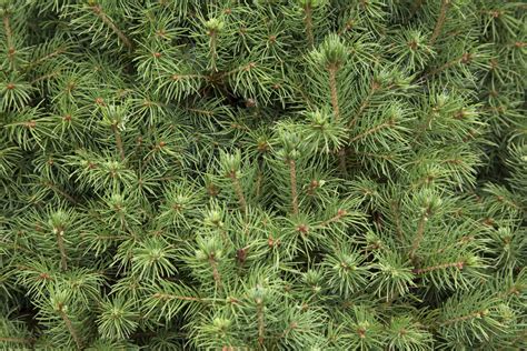 identify   common north american conifers