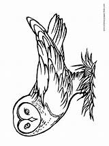 Potter Hedwig sketch template