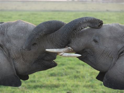 hot shot elephants nose  nose similar     animal kingdom