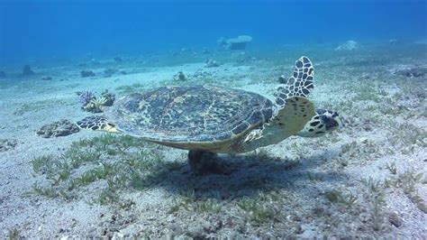 carapace sea turtle website httpsyoutubemsmkkxxl carapace
