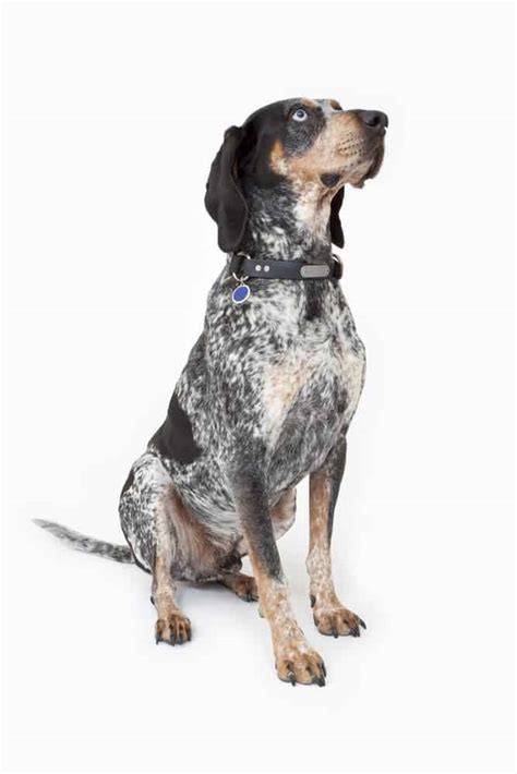 bluetick coonhound temperament  puppy info price breeders