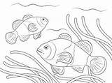 Ikan Mewarnai Putih Sketsa Pesce Pez Payaso Pagliaccio Clown Paud Sungai Mewarna Clownfish Tk Dekoratif Kumpulan Laga Poissons Diwarnai Clowns sketch template