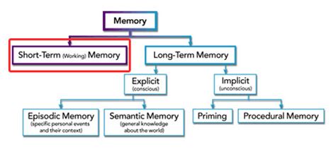 short term memory dynamicbrain