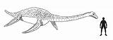 Coloring Liopleurodon sketch template