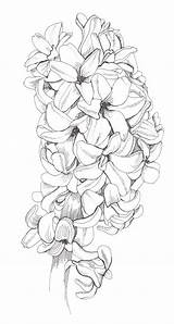 Flower Hyacinth Coloring Pages Flowers Drawing Flores Line Drawings Para Printable 塗り絵 Book Colouring Botanical Adults Colorir Sketches Adult Sheets sketch template
